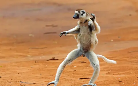 Madagaskar