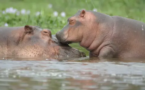 Oost-Afrika