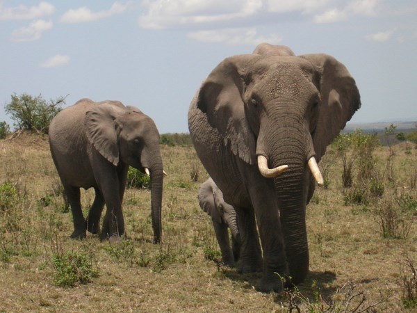 Olifanten in Kenia