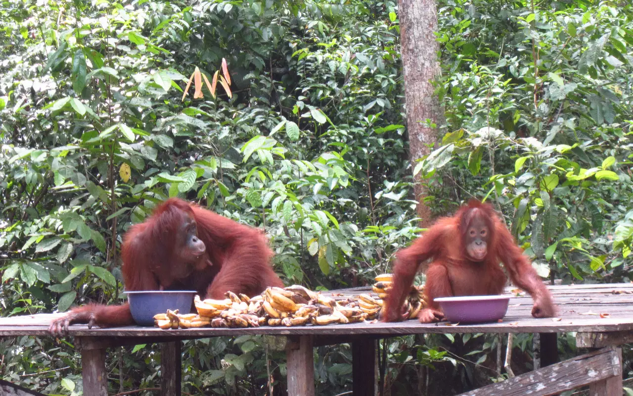 Indonesië