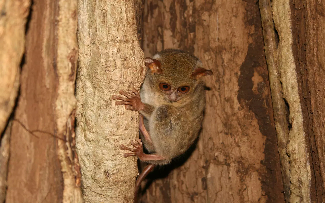 Indonesië