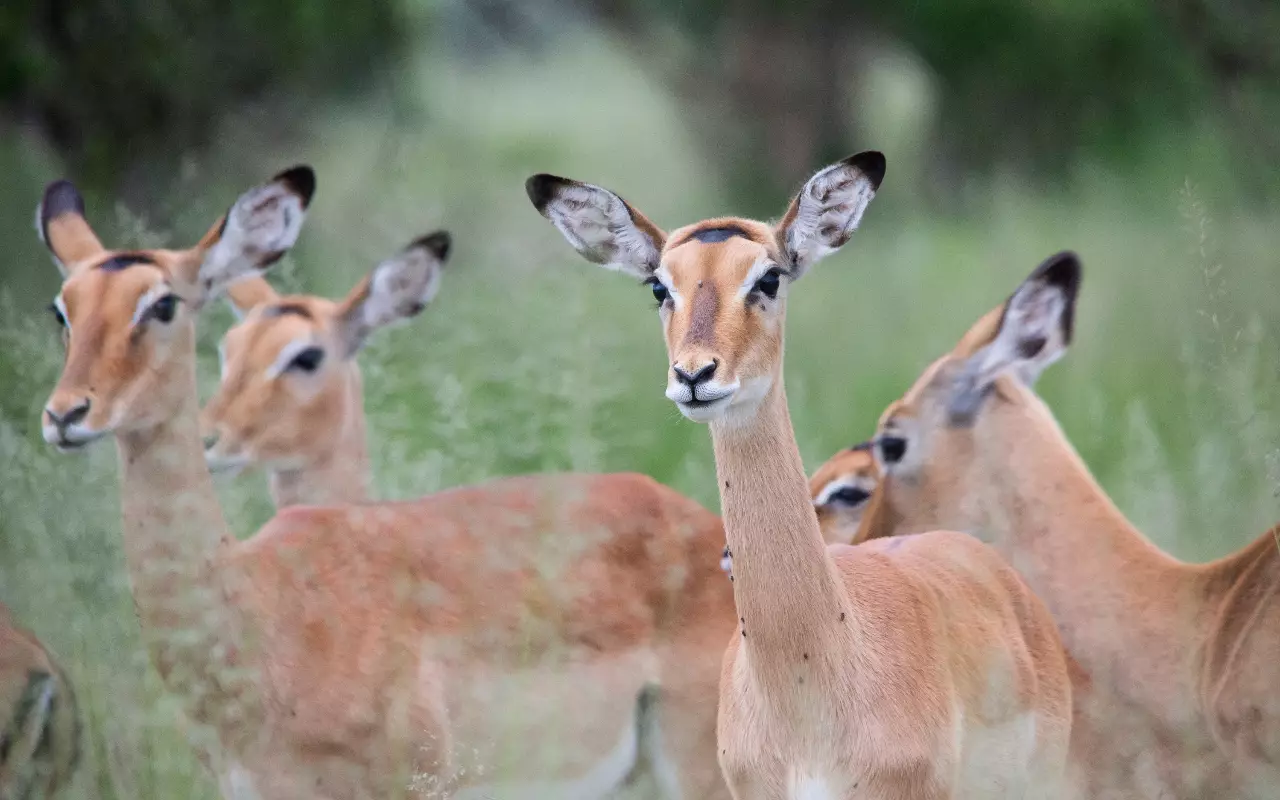 Tanzania
