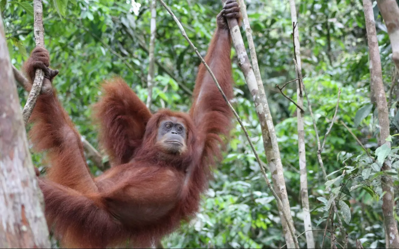 Indonesië