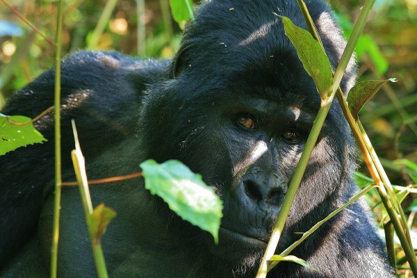 Gorilla in Oeganda