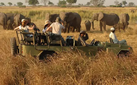Safari