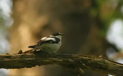 vogelreizen