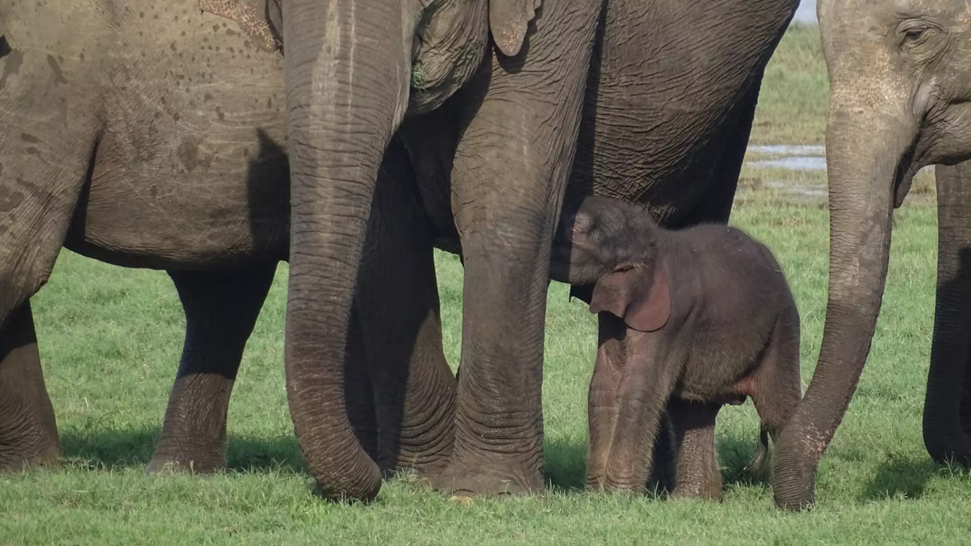 Sri lanka
