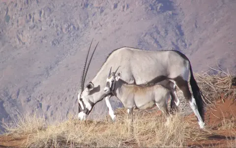 Namibië