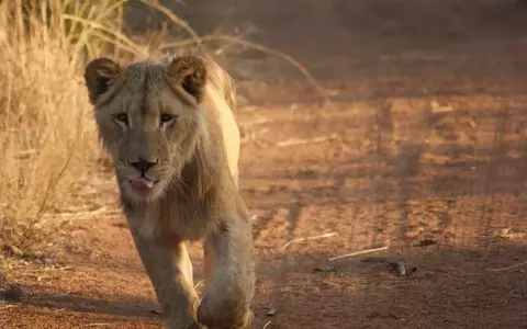Zuidelijk Afrika
