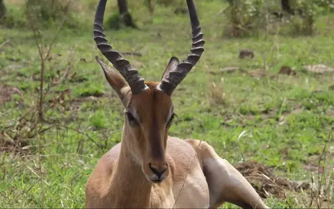 Zuid Afrika