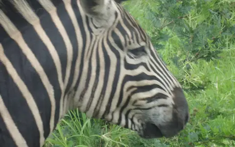 Zuid Afrika