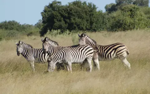 Zuidelijk Afrika