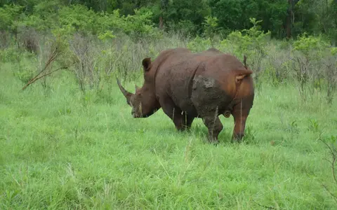 Zuid Afrika