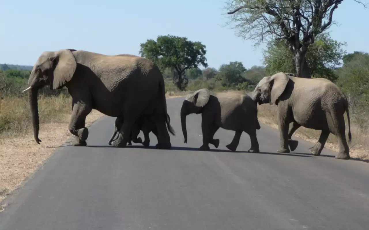 Zuid Afrika