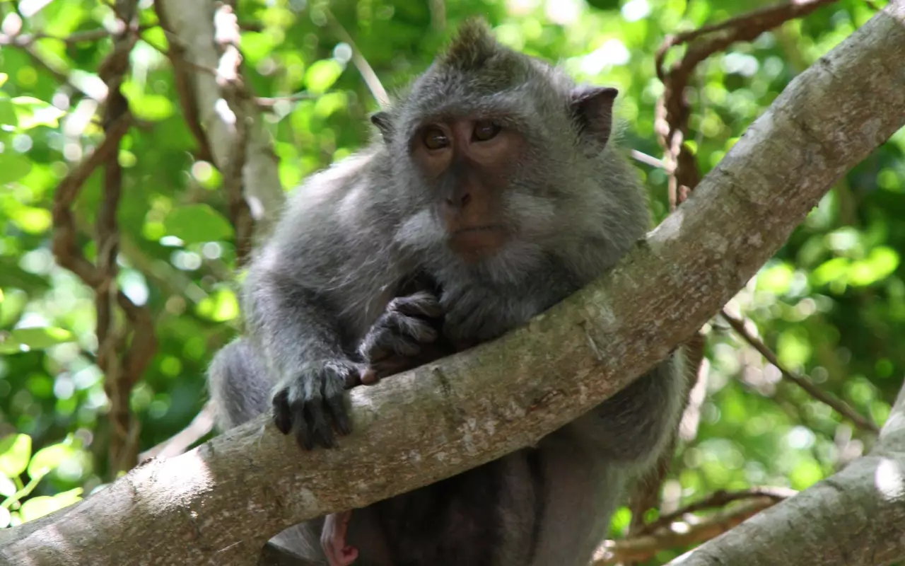 Bali