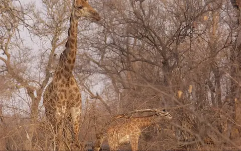 Zuid Afrika