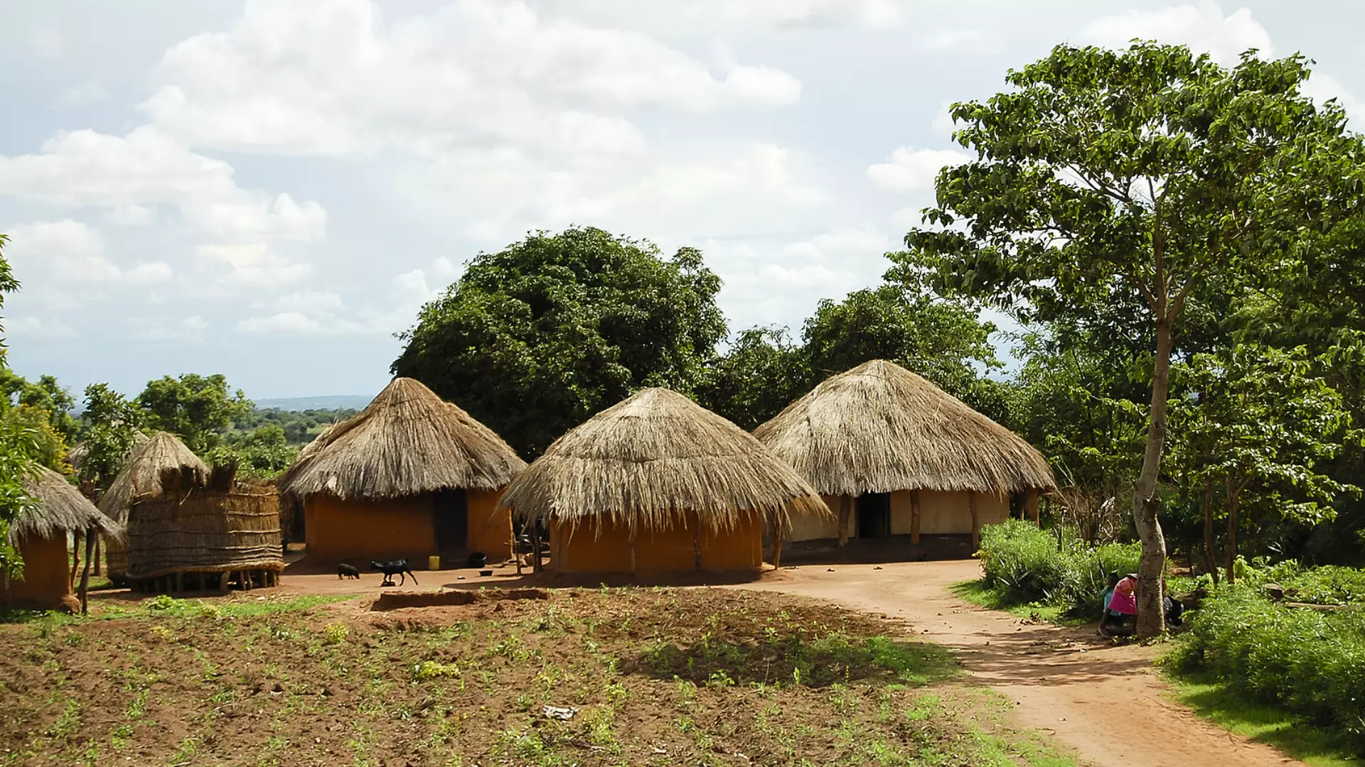 Zambia