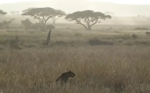 Tanzania Safari & Zanzibar