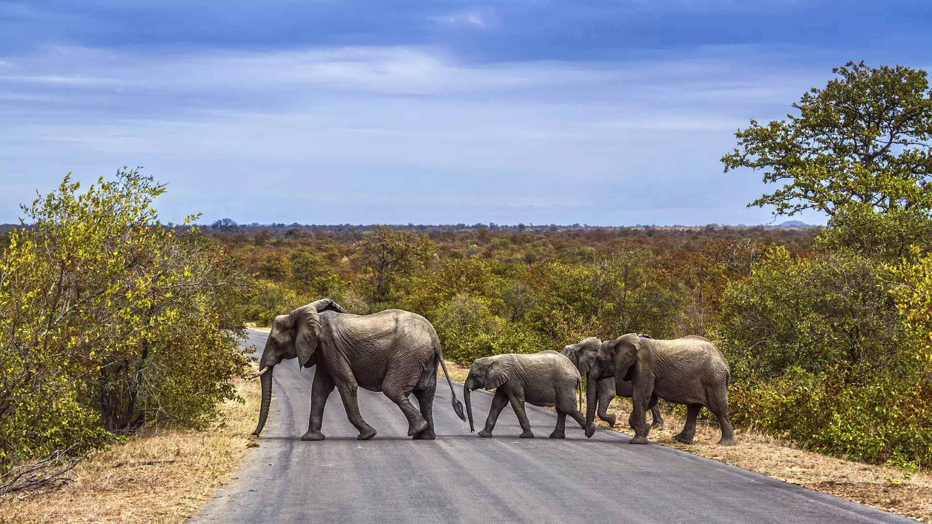 Zuid Afrika
