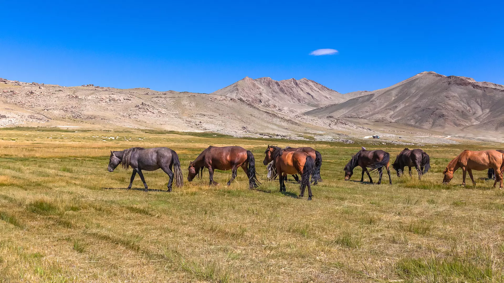 Mongolië