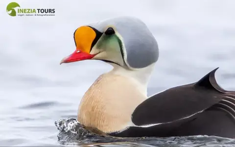 Spitsbergen