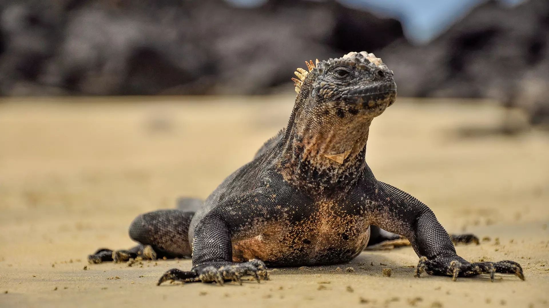 Galapagos islands