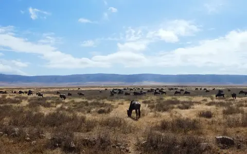Tanzania Safari & Zanzibar