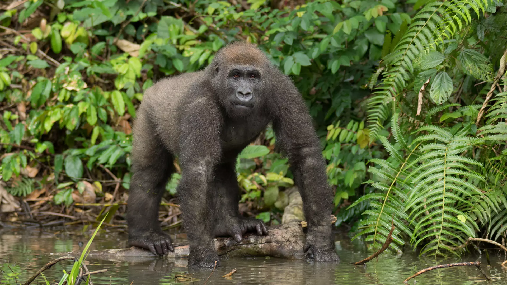 Gabon