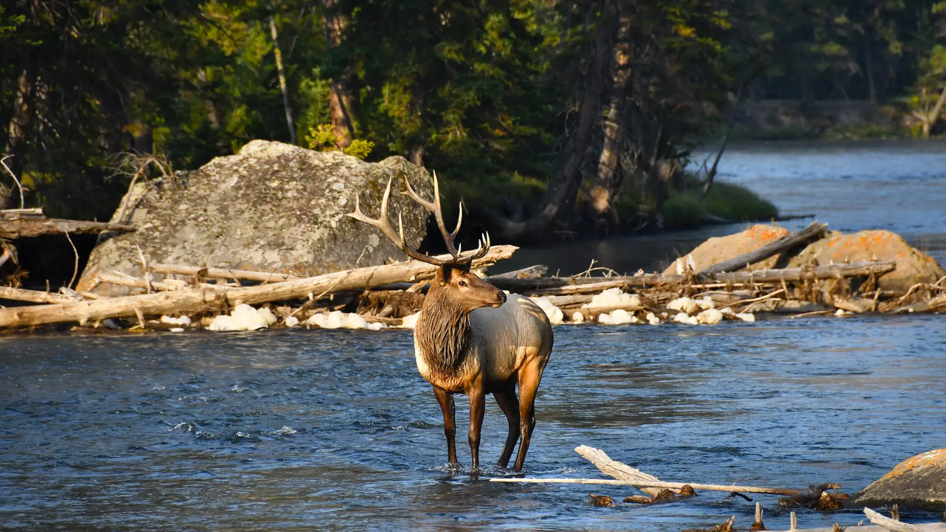 Yellowstone National Parc